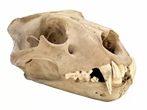 Carnivora Collection: Barbary lion skull