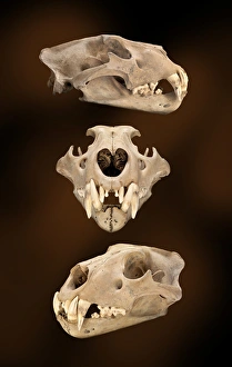 Images Dated 26th July 2012: Barbary lion skull