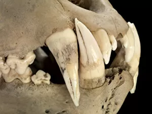 Images Dated 26th July 2012: Barbary lion skull