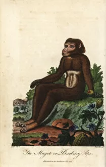 Barbary macaque, Macaca sylvanus, endangered