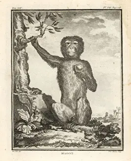 Naturelle Prints: Barbary macaque or magot, Macaca sylvanus. Endangered