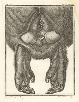 Barbary macaque or magot, Macaca sylvanus. Endangered