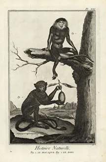 1774 Prints: Barbary macaque and red-shanked douc