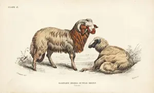 Barbary Prints: Barbary sheep, Ammotragus lervia. Vulnerable