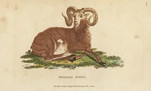 Barbary sheep, Ammotragus lervia. Vulnerable
