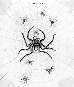 Barbary Prints: Barbary Spider