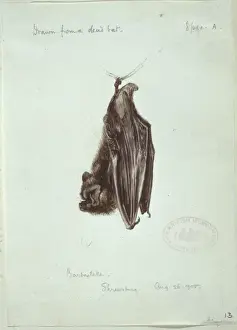 Common Bat Prints: Barbastella barbastellus, western barbastelle