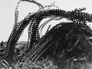 Tangled Prints: Barbed Wire 1917