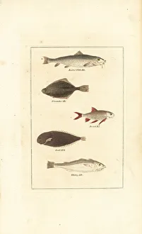 Sole Prints: Barbel, flounder, roach, sole, and whiting