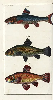 Encyclopedia Gallery: Barbel, tench and goldfish
