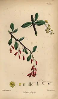 Barberry, Berberis vulgaris