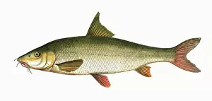 Fishes Collection: Barbus barbus, or Common Barbel