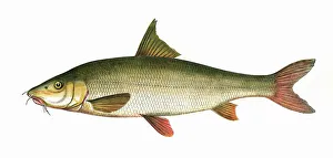 Common Gallery: Barbus barbus, or Common Barbel