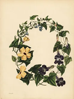Alata Gallery: Barclays Maurandia, the winged Thunbergia and Forget me not