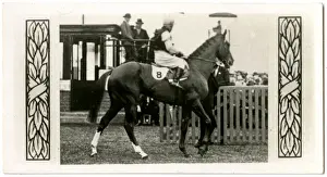 Riley Prints: Bard of Avon, Australian race horse