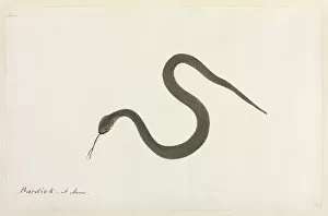Caenophidia Gallery: Bardick Snake
