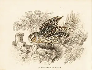 Bare-legged owl, Margarobyas lawrencii