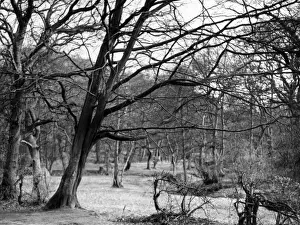 Bare Spring Branches