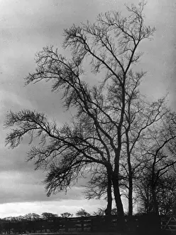 Bare Winter Trees