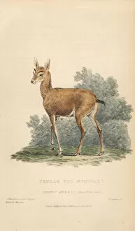 Barking deer, Muntiacus muntjak. Female?