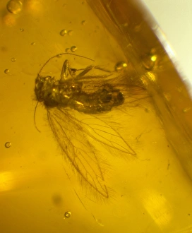 Miocene Gallery: Barklouse in amber