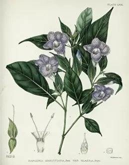 S Eed Prints: Barleria arnottiana Nees