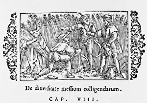 Barley Prints: Barley Harvest 1555