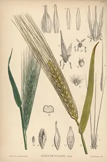 Barley, Hordeum vulgare