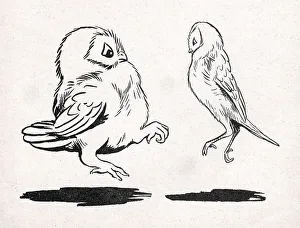 Barn Prints: Barn Dance, Louis Wain Owls