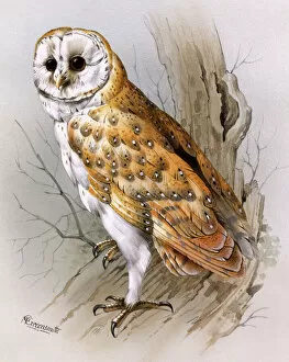 Branch Collection: A Barn Owl
