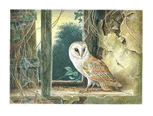 Parry Prints: Barn Owl British Birds Watercolour painting David