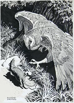 Moon Light Collection: A Barn Owl hunting a rat