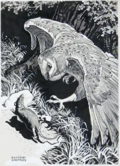 Sheppard Prints: A Barn Owl hunting a rat