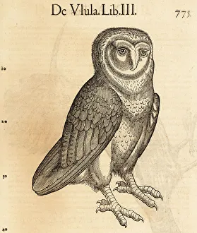 Barn owl, Tyto alba