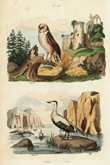 Pittoresque Gallery: Barn owl, Tyto alba, and eider duck, Somateria mollissima
