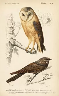 Dhistoire Collection: Barn owl, Tyto alba, and European nightjar