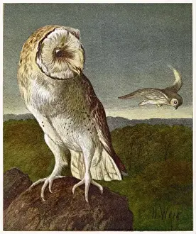 Perches Prints: BARN OWL (WEIR) 1877