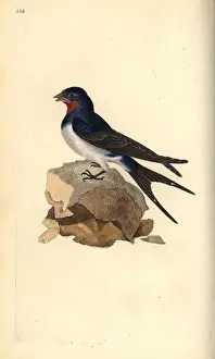 London Prints: Barn swallow, Hirundo rustica