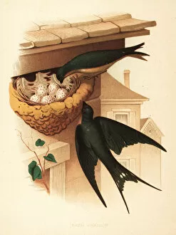 Nests Collection: Barn swallow, Hirundo rustica