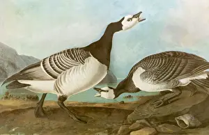 Branta Prints: Barnacle Geese Date: 1835
