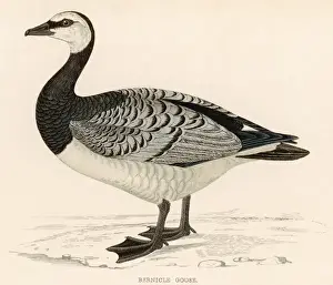 Barnacle Prints: Barnacle Goose