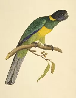 Alecto Gallery: Barnardius zonarius, Australian ringneck
