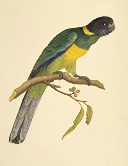 Alecto Gallery: Barnardius zonarius, Australian ringneck