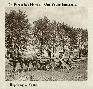 Emigrants Collection: Barnardos Emigrants in Canada - repairing a fence