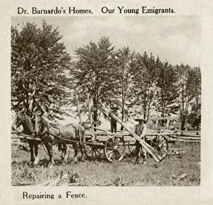 Sending Prints: Barnardos Emigrants in Canada - repairing a fence