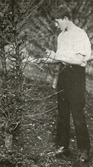 Unnamed Prints: Barnardos Home Gardener