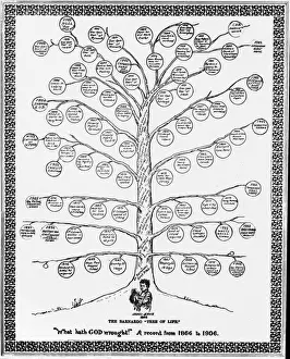 Barnardos Tree of Life 1866-1906