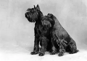 BARNBANERA SCHNAUZER