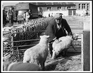 Removal Gallery: Barnstaple Sheep Market