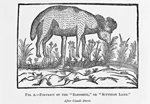 Ungulate Prints: The Barometz or Sythian Lamb